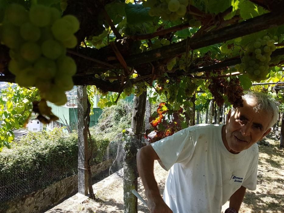 La avispa asiática ataca los viñedos de O Morrazo