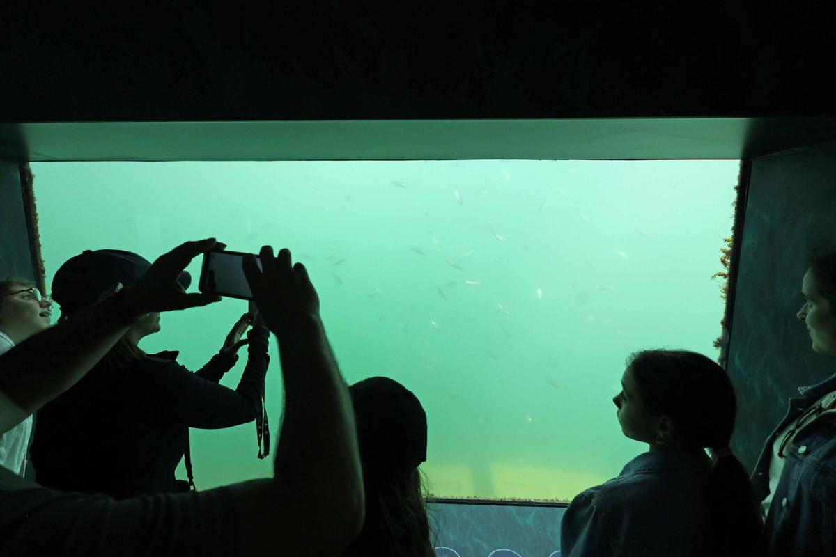 Abre «Atlántida», una ventana privilegiada para observar la riqueza de la ría de Vigo