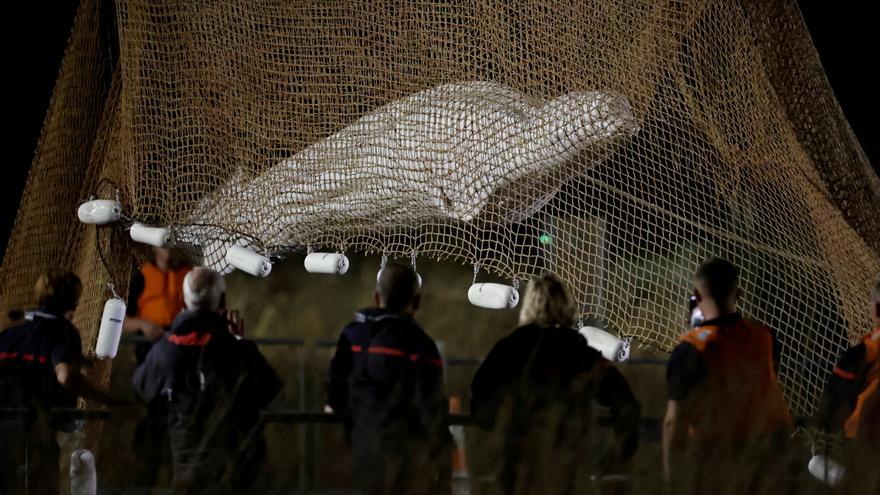 Francia activa una compleja operación para salvar a una ballena beluga atrapada en el Sena