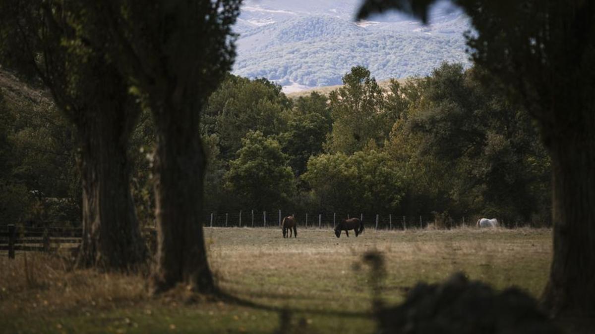 Unos caballos pastan en un prado en las afueras de los Redondos.