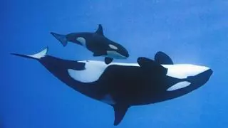 Teno, la orca nacida en Loro Parque, está de celebración: cumple dos meses