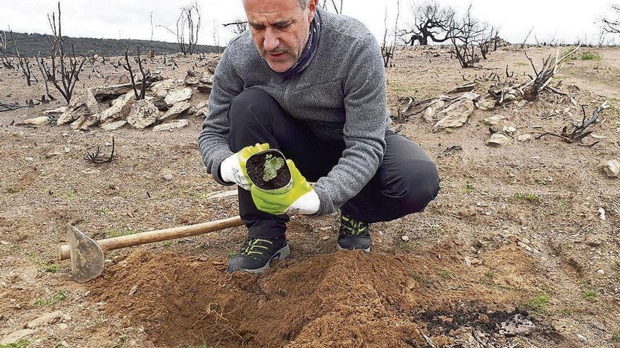 Abel Bartolomé procede a la colocación de uno de los ejemplares en una finca calcinada.