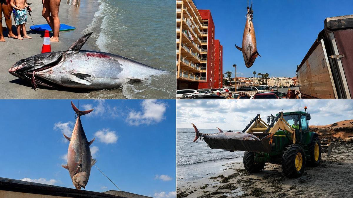 Atunes rojos de más de 300 kilos aparecen varados en las playas de Torrevieja y Pilar de la Horadada