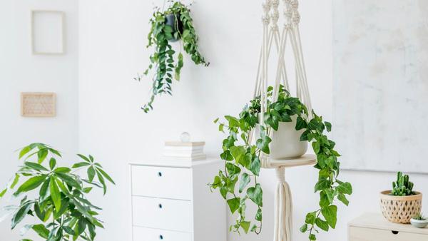El secreto verde: plantas colgantes fáciles de cuidar purifican el aire
