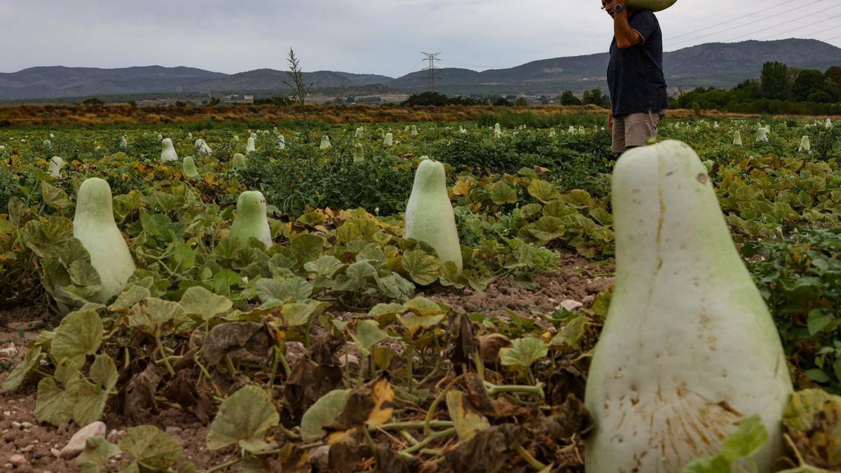 Calabazas listas para               recolectar | Juani Ruz