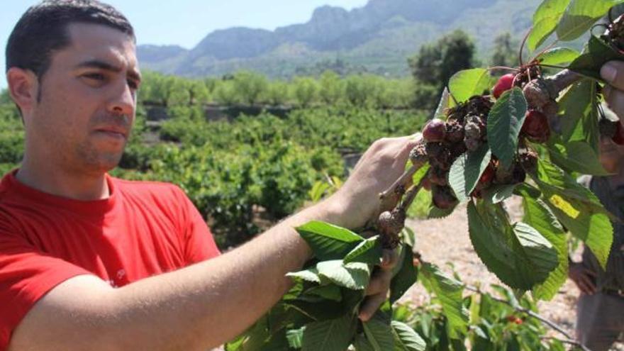 Los daños de la lluvia en las cerezas dejan sin empleo a más de 500 personas en la provincia