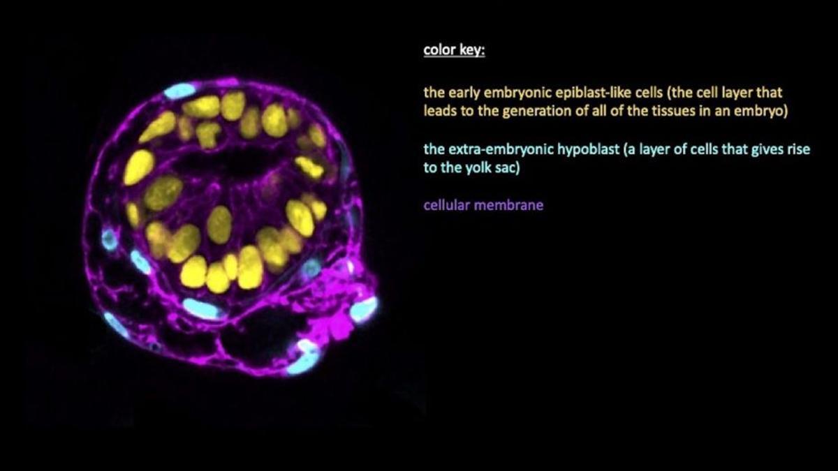 Imagen microscópica del modelo de embrión humano.