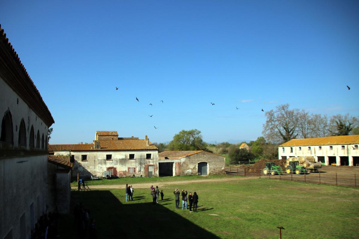 Ibis volant pel cel de Pau, a l'Alt Empordà