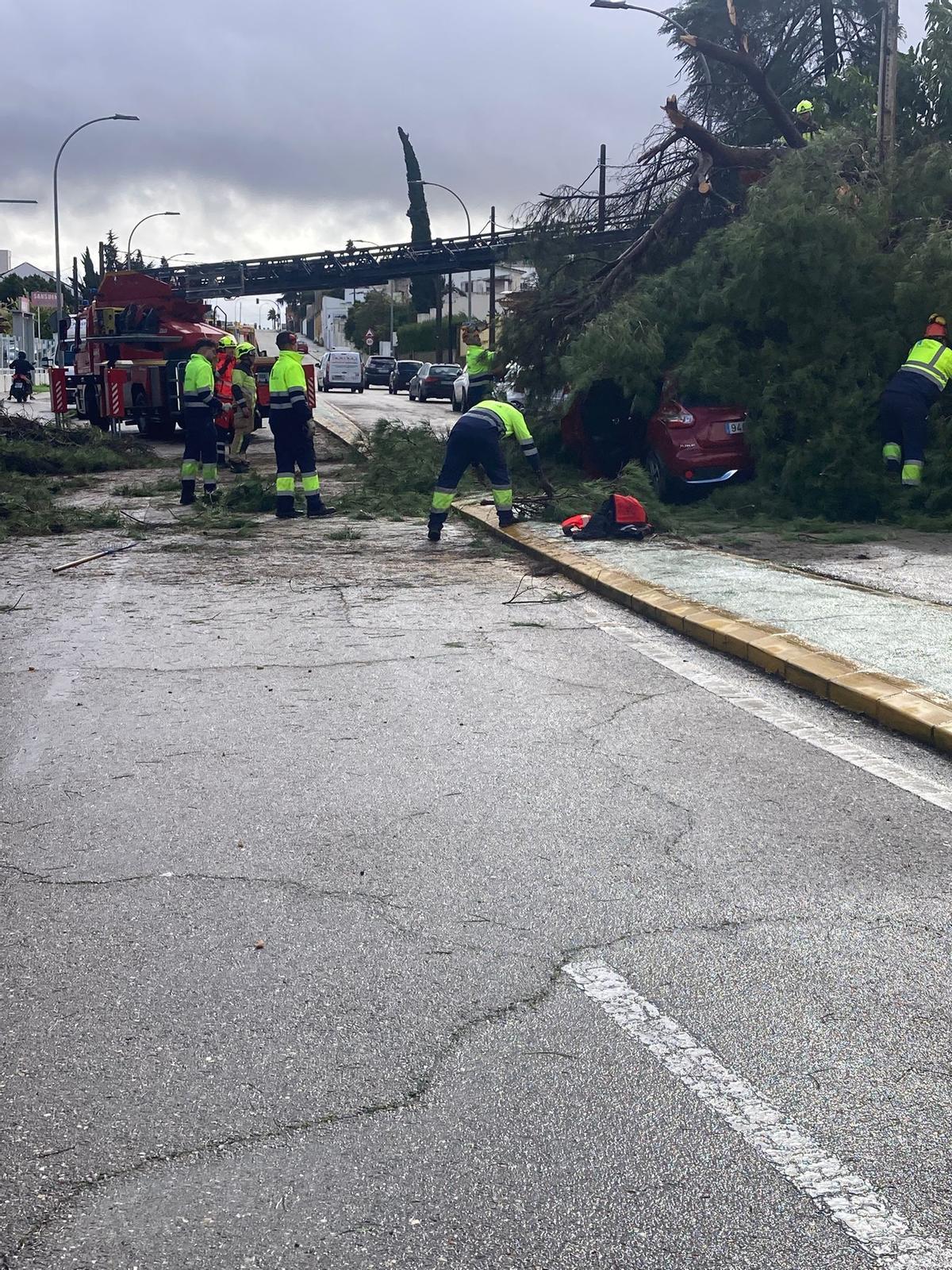 Trabajos por caída de un árbol en Villa del Río.