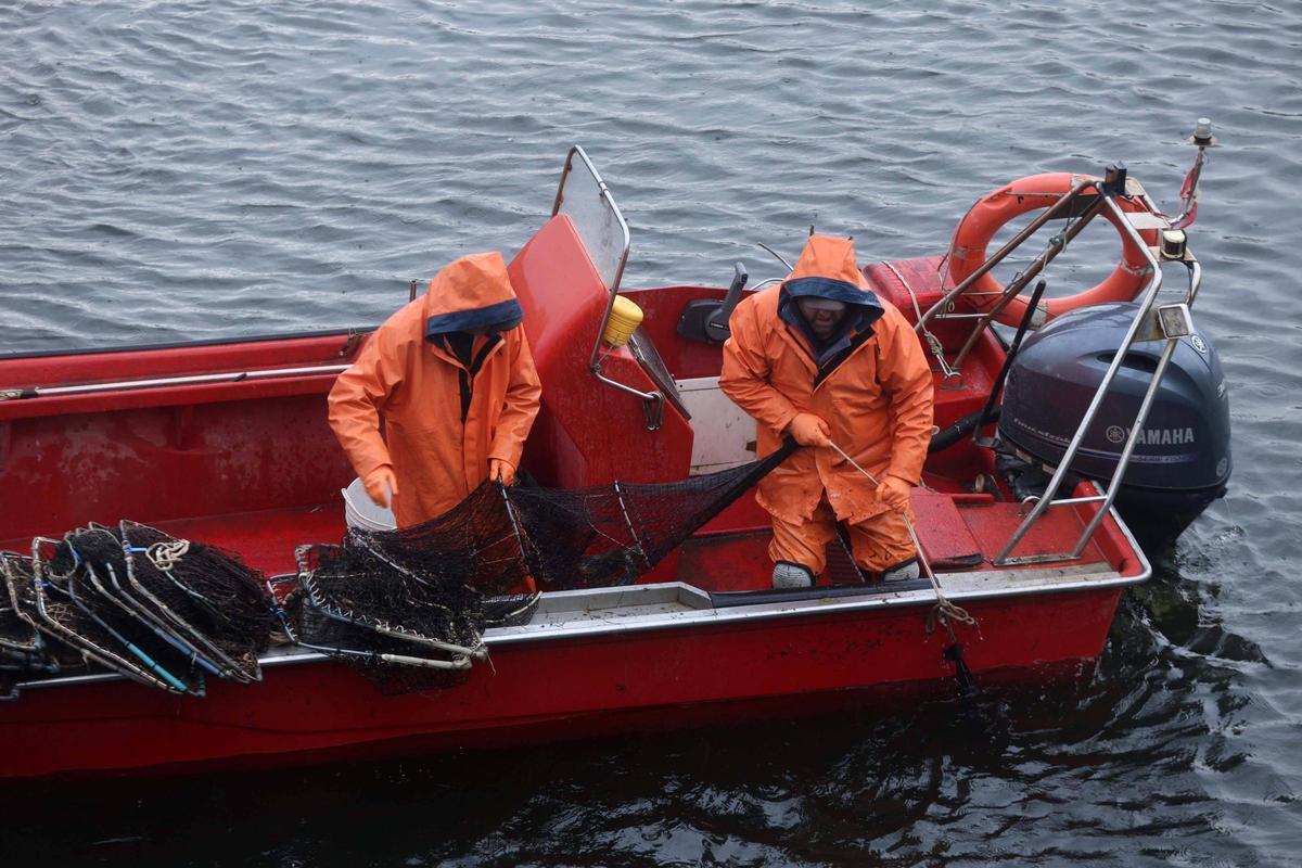 Así se pescan las primeras lampreas de la temporada.