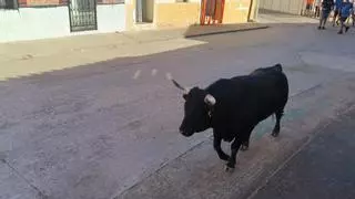 Dos toros y un novillo protagonizan el primer encierro de las fiestas de Morales de Toro
