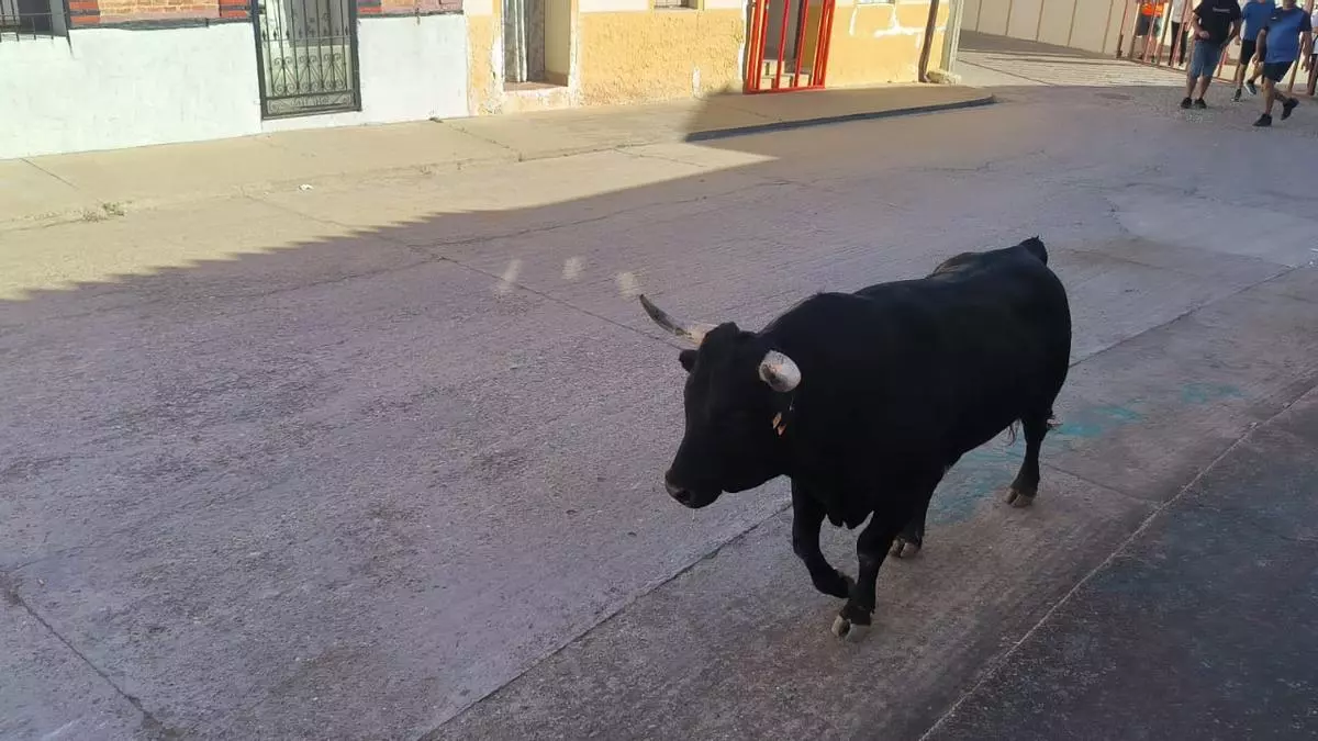 Dos toros y un novillo protagonizan el primer encierro de las fiestas de Morales de Toro
