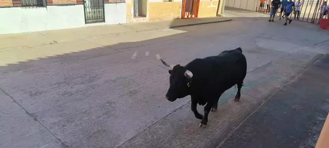 GALERÍA | Morales de Toro vive su primer encierro  de las fiestas de San Roque 2024