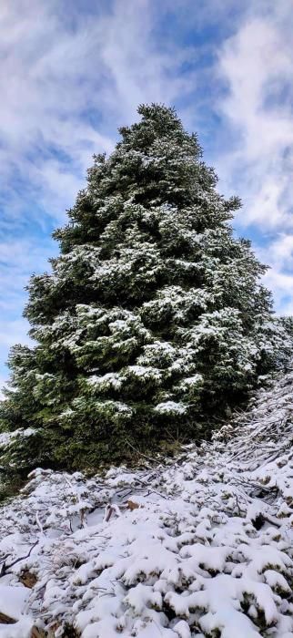 Primera nevada de la temporada en el Torrecilla.