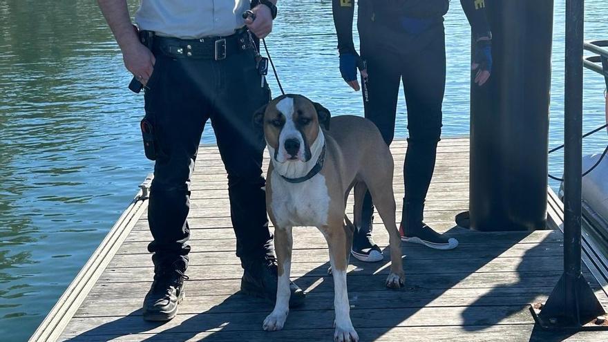 El increíble caso del perro nadador: se cae desde unas rocas y nada casi un kilómetro hasta llegar a una isla donde fue rescatado