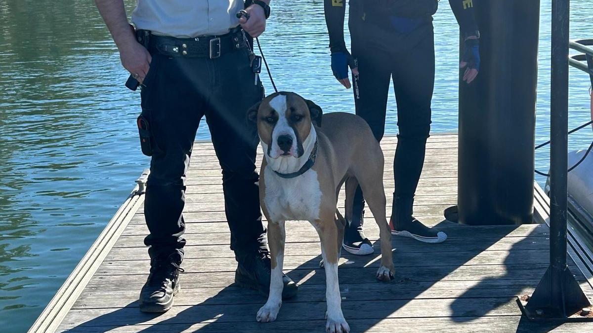 El perro que nadó casi un kilómetro para ponerse a salvo en un islote en Australia