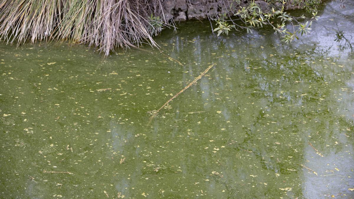 La insalubridad impera en la "charca artificial" de Canals