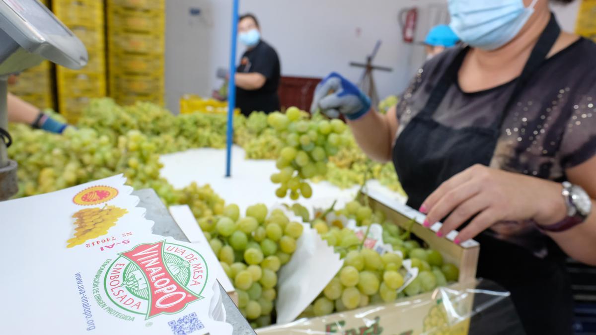La uva de mesa es uno de los cultivos más rentables de la provincia