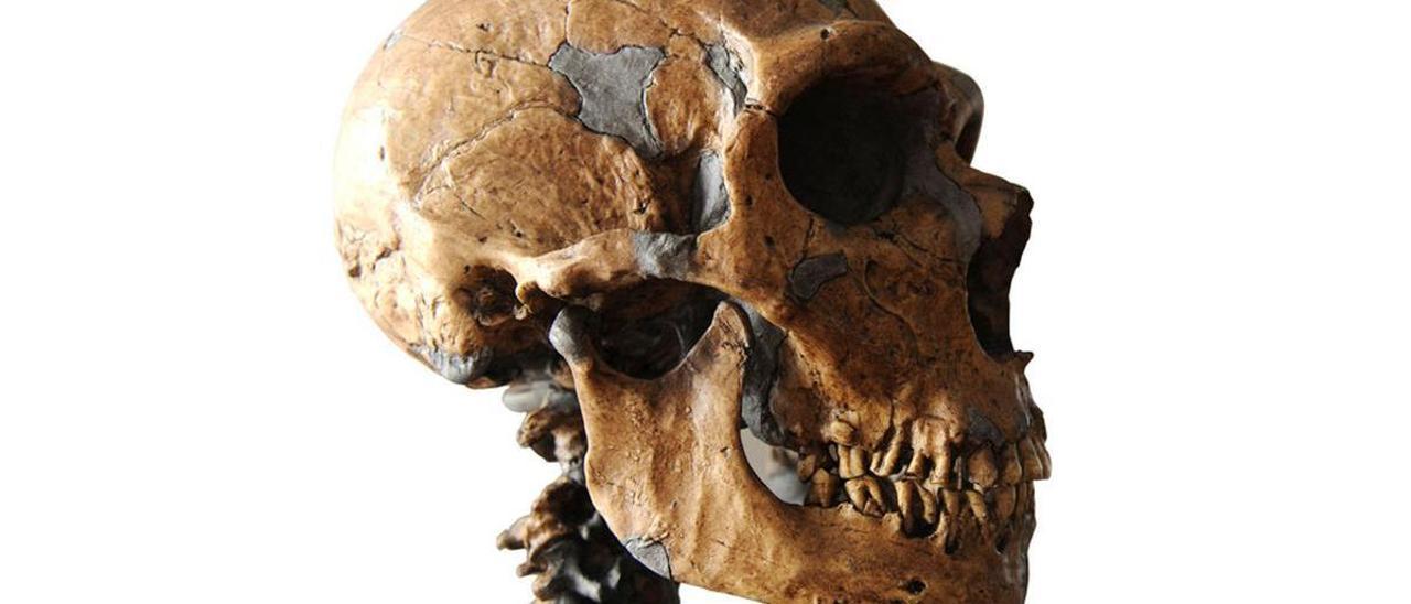 Cráneo de neandertal
