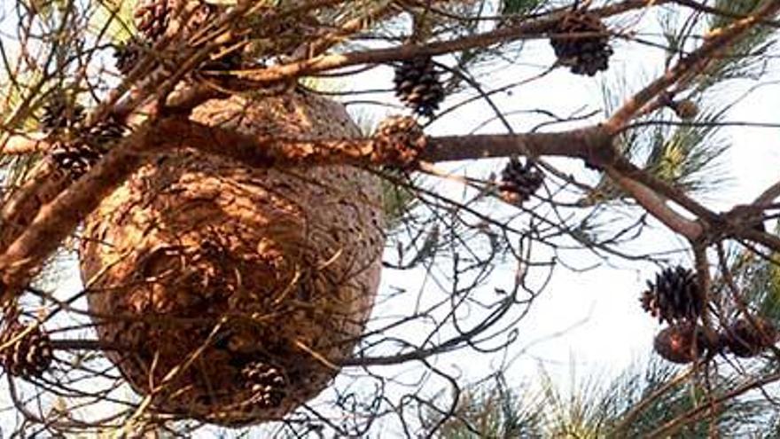 Un nido de avispa velutina de gran tamaño en un árbol.
