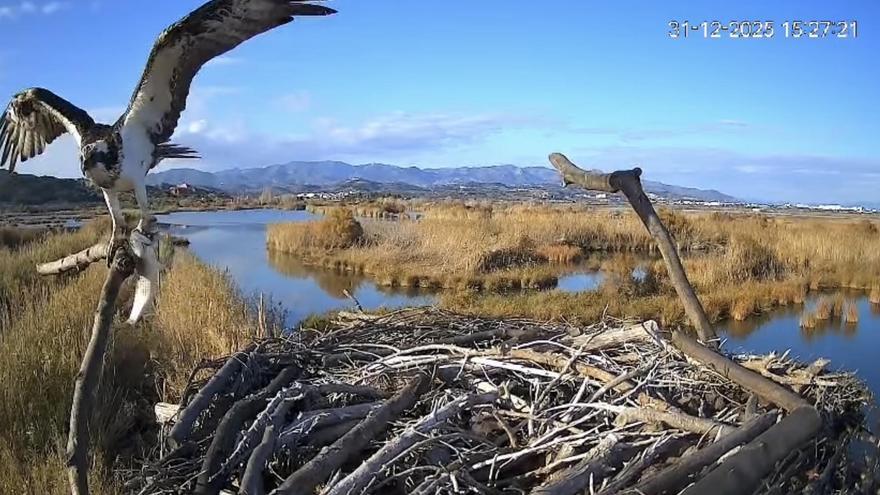Un ave en peligro de extinción vuelve a anidar en Almenara: Descubre cuál