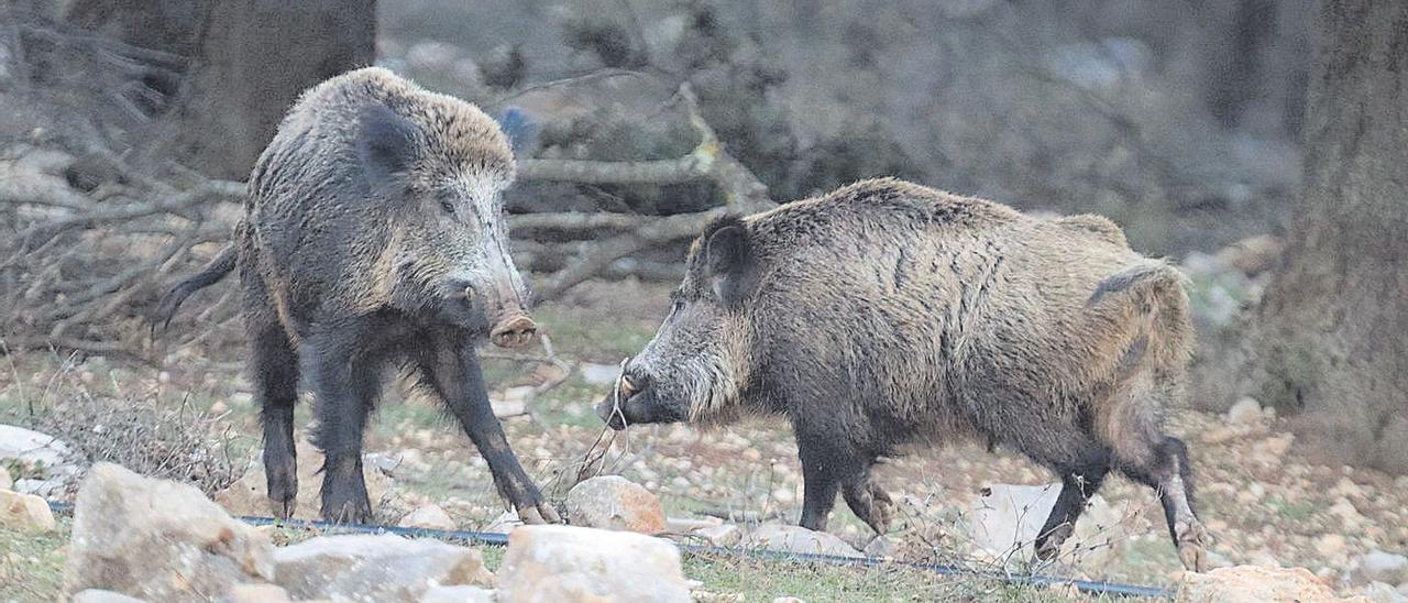 Una pareja de jabalís en estado salvaje.