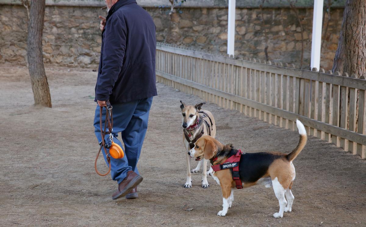 Últims mesos de permís per portar els gossos sense lligar a tot Barcelona