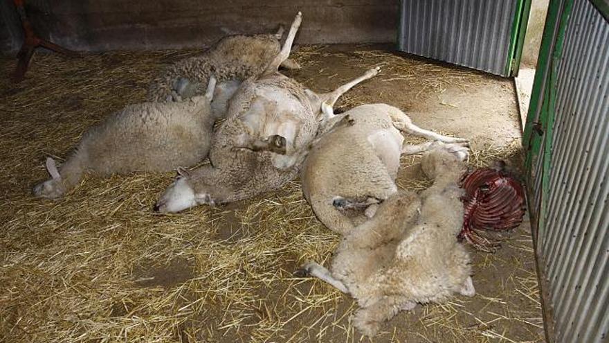 Dos nuevos ataques de lobo dejan una treintena de ovejas muertas