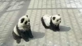 El cruel engaño de un zoológico chino: hace pasar a perros por osos panda para "aumentar la diversión"