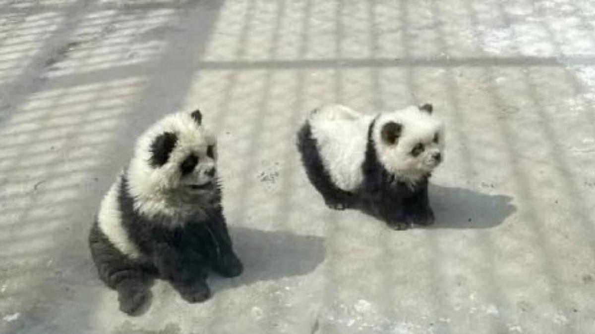 Dos perros teñidos para parecerse a osos panda