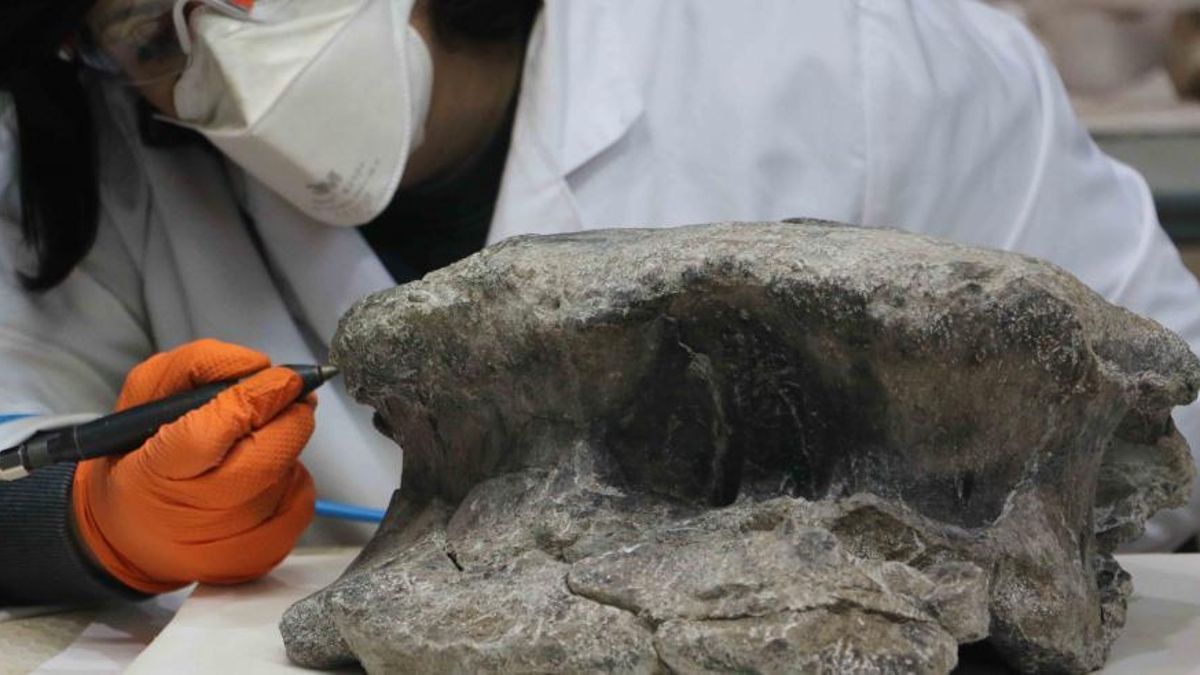 Una empleada del Yacimiento El Carrillejo de Riodeva trabaja con los fósiles del nuevo gran dinosaurio saurópodo