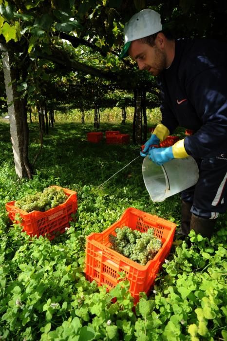 La recolección sigue su curso tras un breve parón provocado por las lluvias - El grueso de las bodegas finaliza esta semana