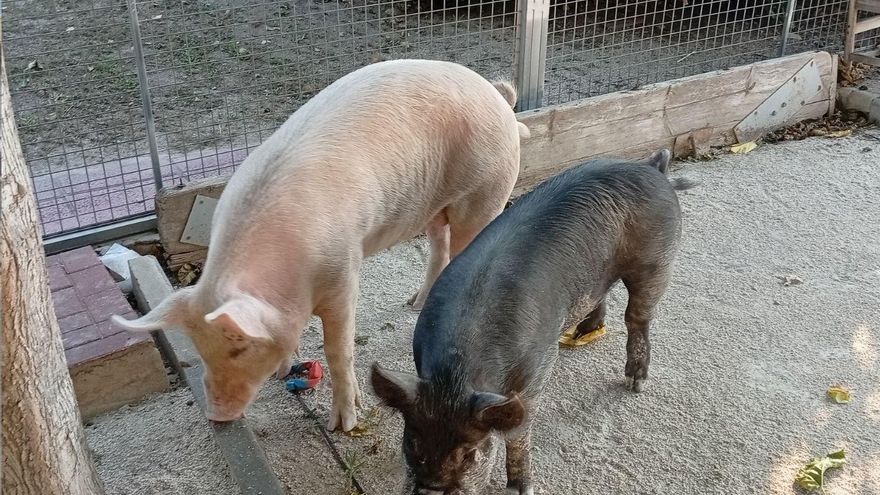 Dos cerdos de casi 100 kilos hacen destrozos en huertos y jardines de Murcia