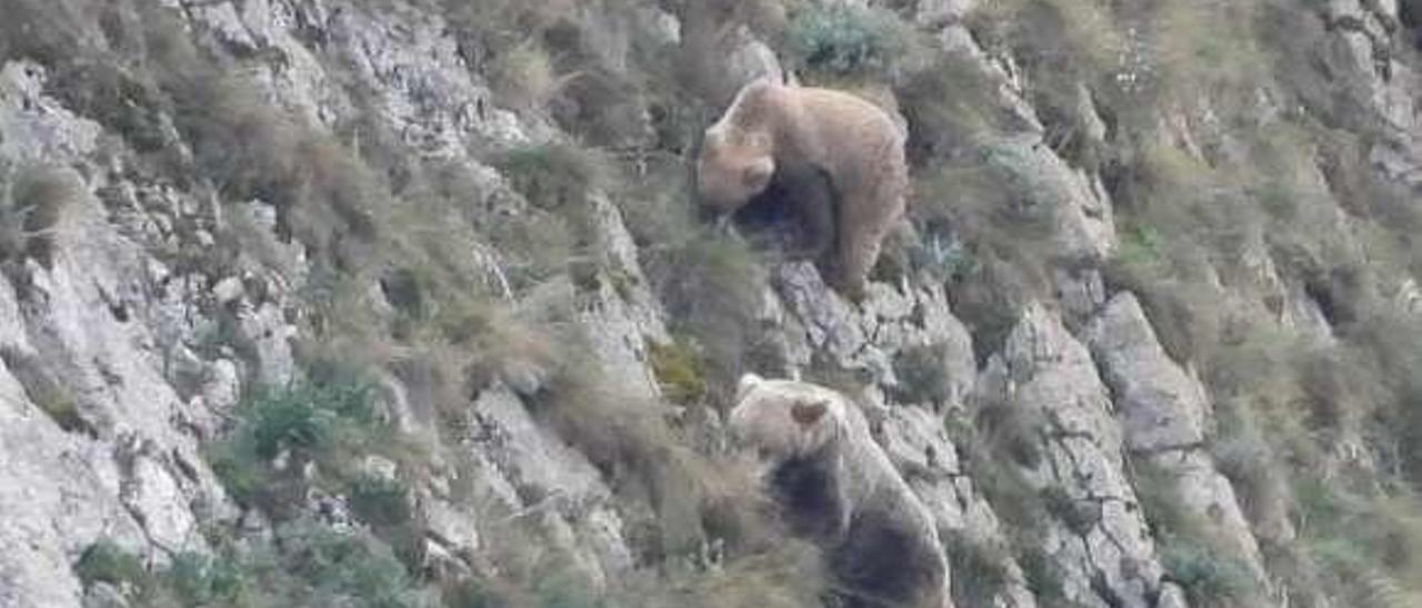 Dos osos en Somiedo hace unos días.