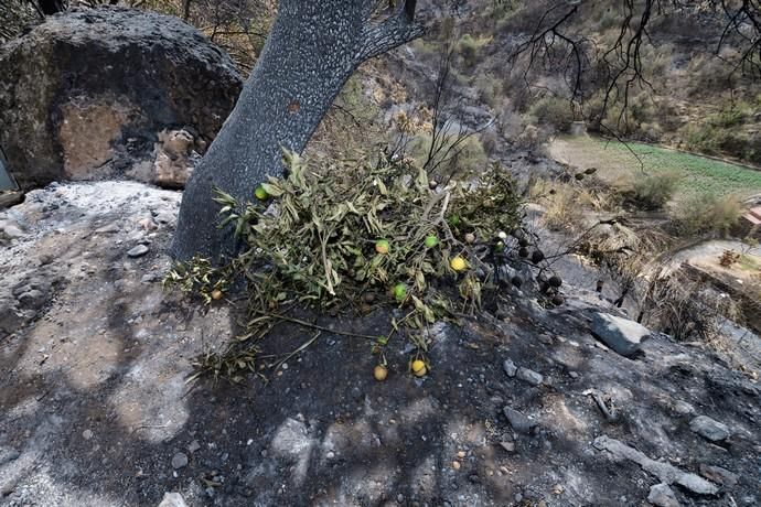 Restos del incendio en la cumbre  | 25/08/2019 | Fotógrafo: Tony Hernández