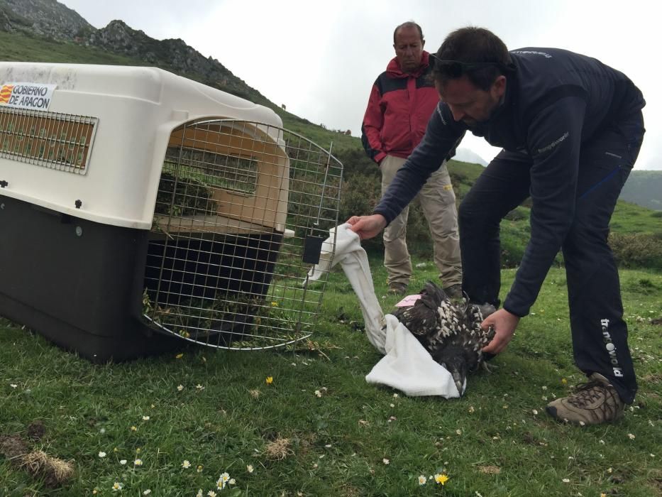 Llegada de tres quebrantahuesos a los Picos de Europa