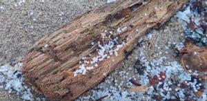 Recogida de pellets en la playa Area Maior del municipio Muros (A Coruña)