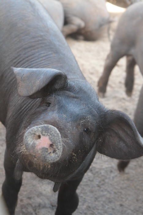 Die Schweine zur Wurst