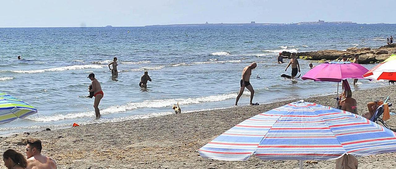 Dos perros en una de las playas de la provincia, en imagen de archivo.  | MATÍAS SEGARRA