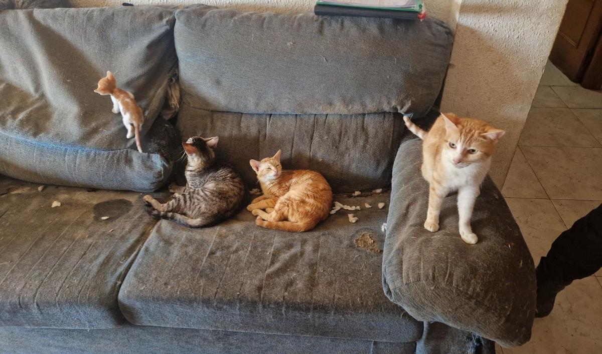 El aspecto del sofá evidencia las condiciones en que vivían los gatos