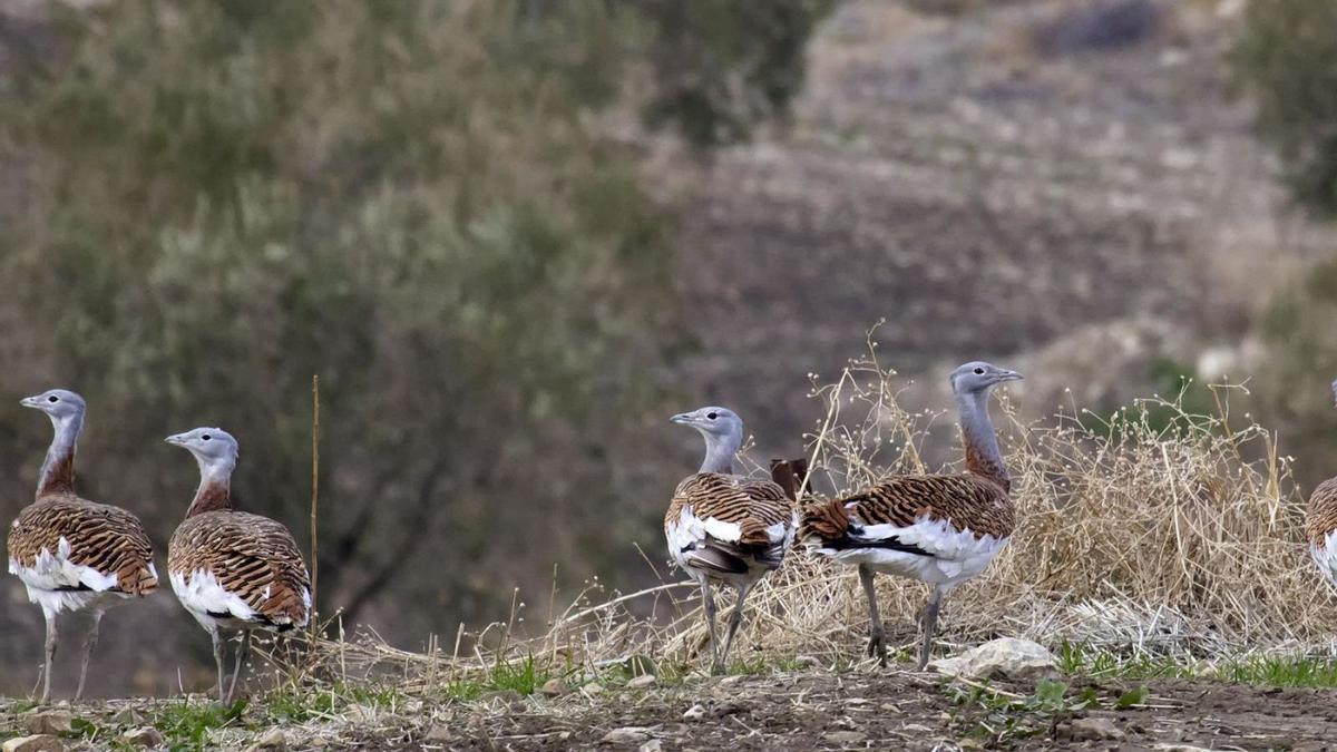 Avutardas, especie en peligro de extinción, en el sureste de la provincia.