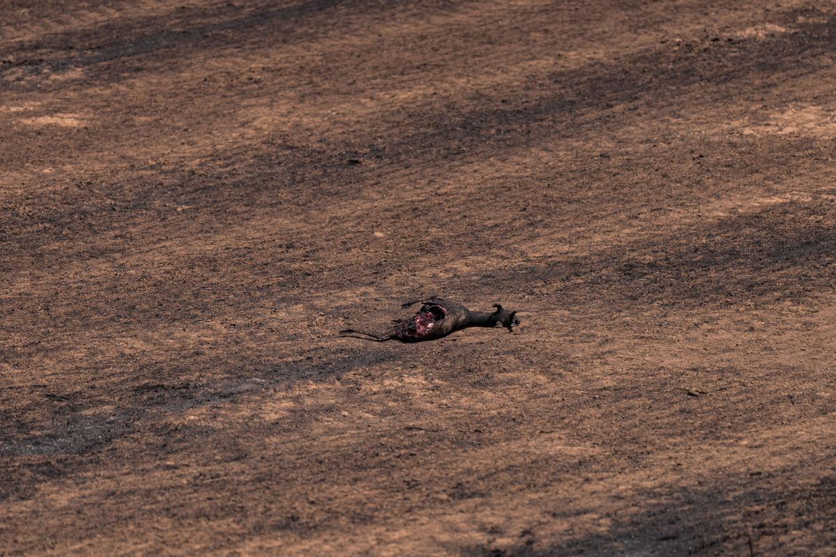 Un ciervo yace quemado en un camino rural de Lleida este 2 de julio de 2025, una cruda imagen de la devastación del incendio que ha cobrado dos vidas y provocado la evacuación de miles de personas.