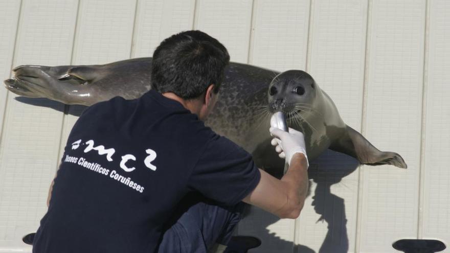 Un técnico del acuario de A Coruña alimenta a una foca.