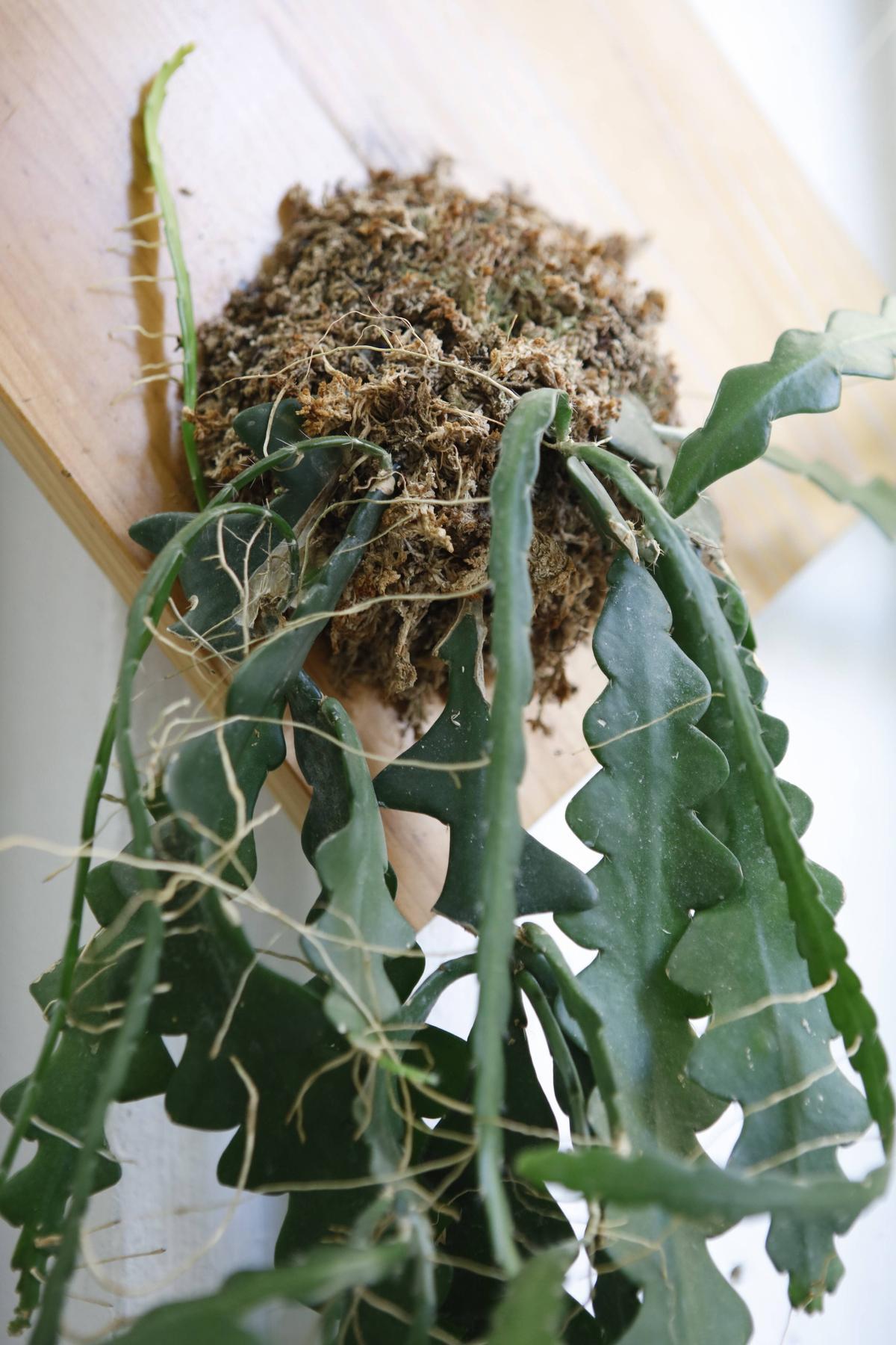 Ein Sägeblattkaktus (Epyphyllum anguliger) auf einer mit Moos bewachsenen Kugel.