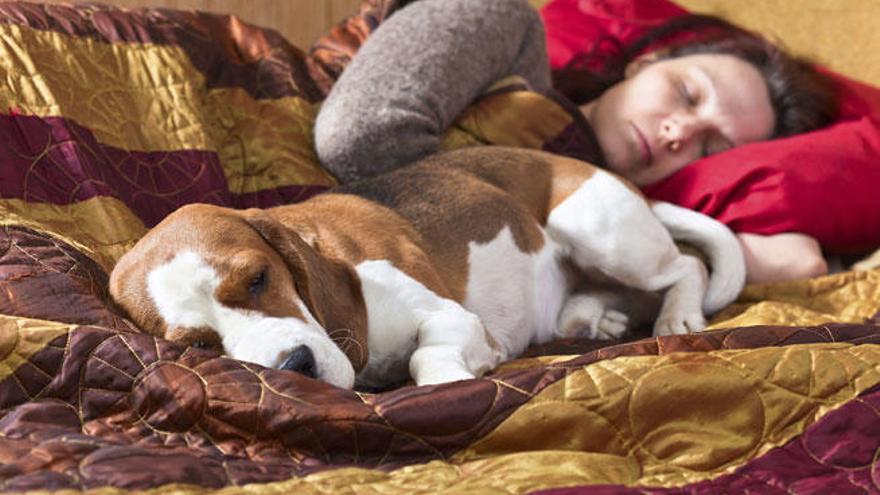 Un perro duerme en la cama de su dueña.