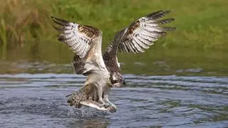Iberdrola apoya la recuperación del águila pescadora en el marjal de Pego-Oliva