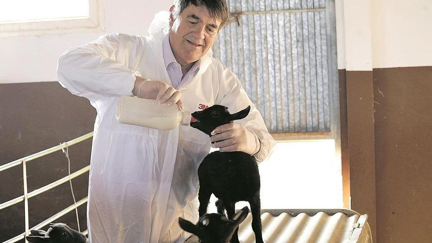 Ángel Poto amamanta a una pequeña cabra murciano granadina nacida en la granja de Veterinaria de la UMU