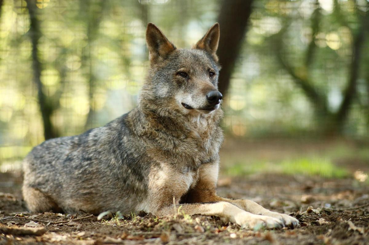 Ejemplar de lobo ibérico