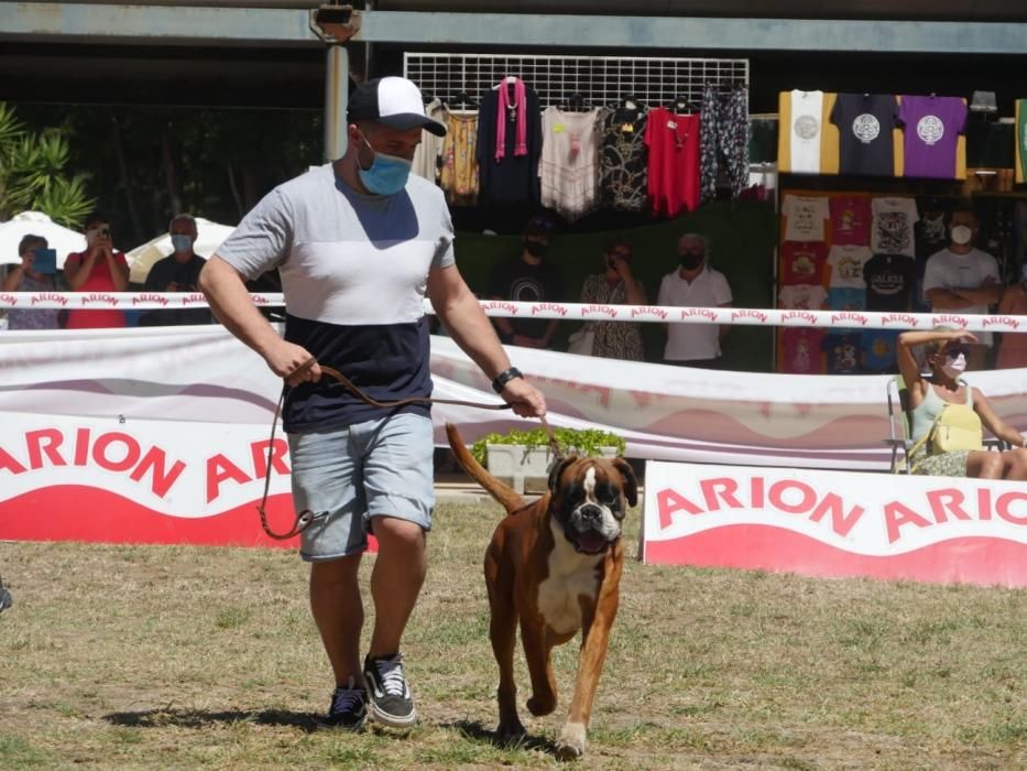 Campeonatos caninos en A Toxa.