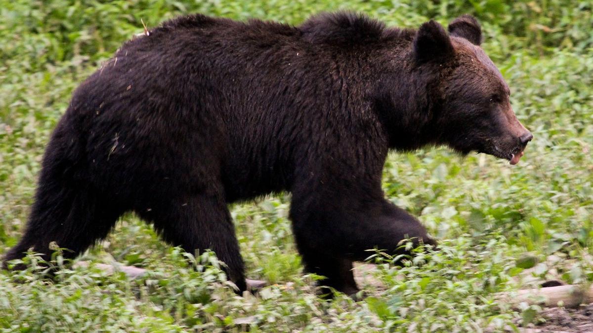 Ejemplar de oso pardo.